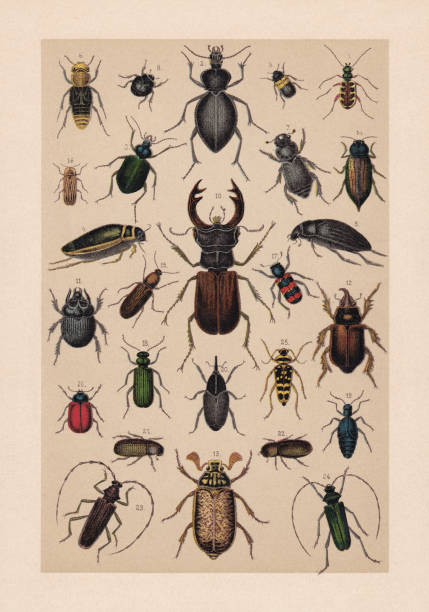 ilustraciones, imágenes clip art, dibujos animados e iconos de stock de escarabajos (coleoptera), cromolitografía, publicado en 1889 - asnillo