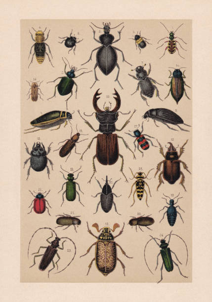 chrząszcze (coleoptera), chromolitograf, opublikowany w 1889 roku - świetlik chrząszcz stock illustrations