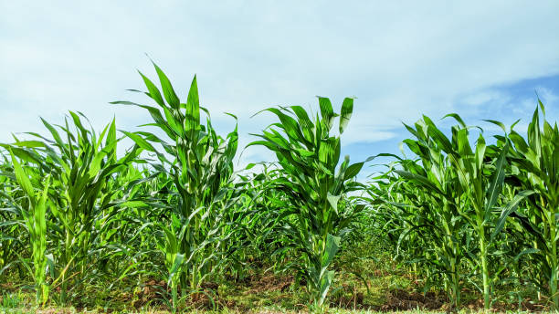 istock Agricultural field with corn seedlings in sunny day 1340498420