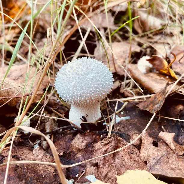 Porcini mushroom in the autumn forest