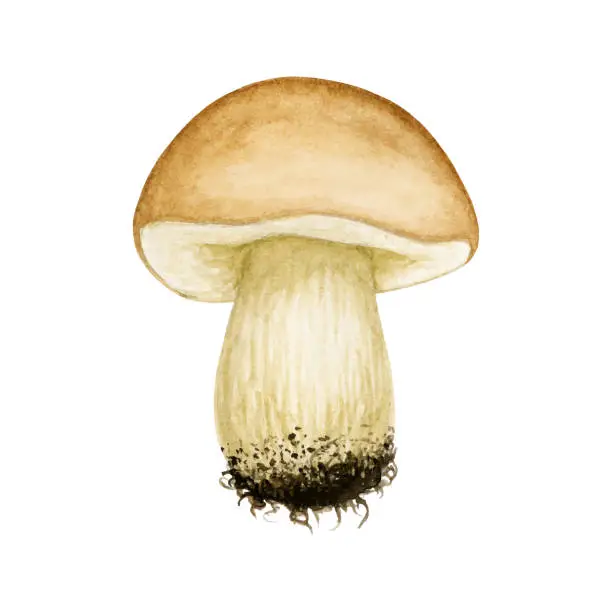 Vector illustration of Watercolor vector Cep, Porcini Mushroom. Wild Forest edible brown cap boletus. Autumn hand drawn element isolated. Fall season Harvest natural cooking ingredient