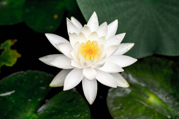 istock Perfectly blooming white lotus flower 1340499809