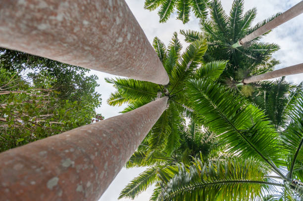 Palm Tree in Andromeda Gardens in Barbados