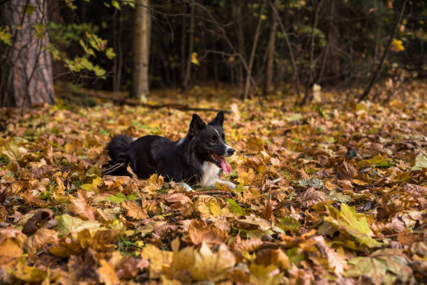 istock Border Collie is Lying on the Ground and Playing. Open Mouth. 1340502796