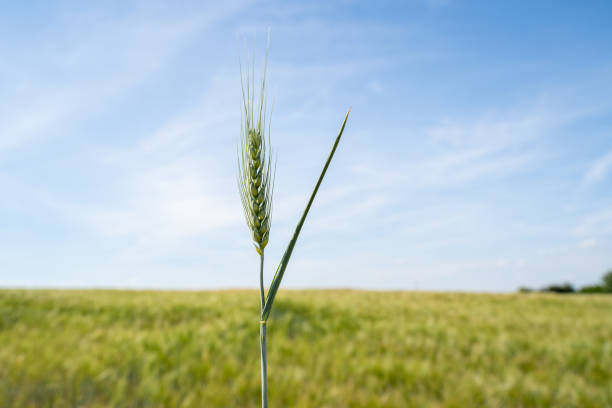 istock Grain plant in the blue sky 1340503204