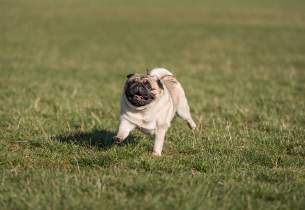istock Happy Pug Dog Running on the Grass. Mouth Open. 1340503817