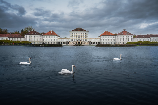 Swans swimming in front of Nymphenburg Palace - Munich, Bavaria, Germany