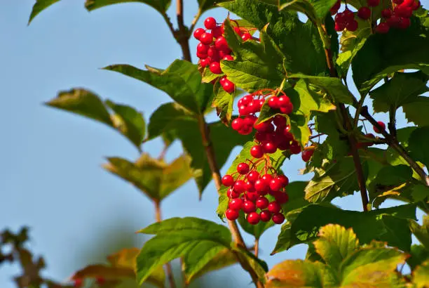 Red viburnum with green leaves close up. Edible, medicinal and decorative berries.