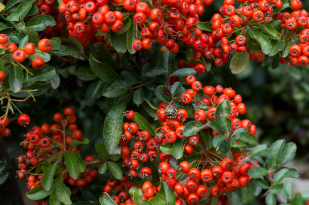 istock image of several bunches of red berries 1340509991
