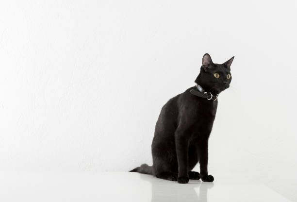 istock Black Bombay Cat Sitting on the White Background 1340510028