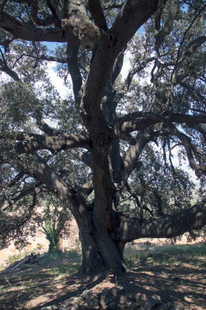 istock large millenary holm oak in its natural environment 1340510101