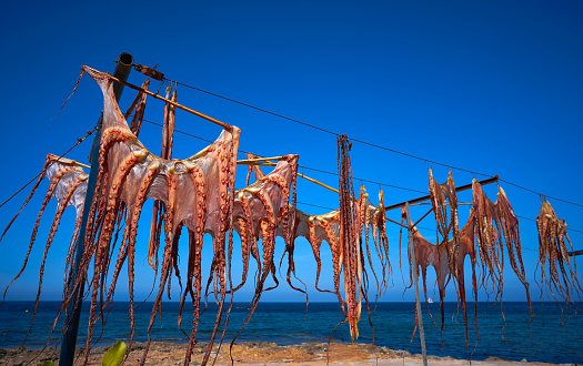 Dry Octopus dried at Mediterranean sea sun