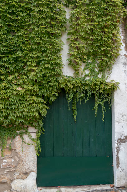 istock main entrance door covered by ivy 1340511015