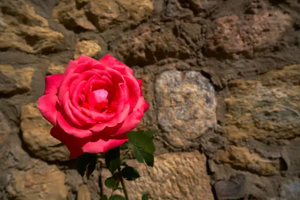 Red rose macro closeup on masonry stone wall background