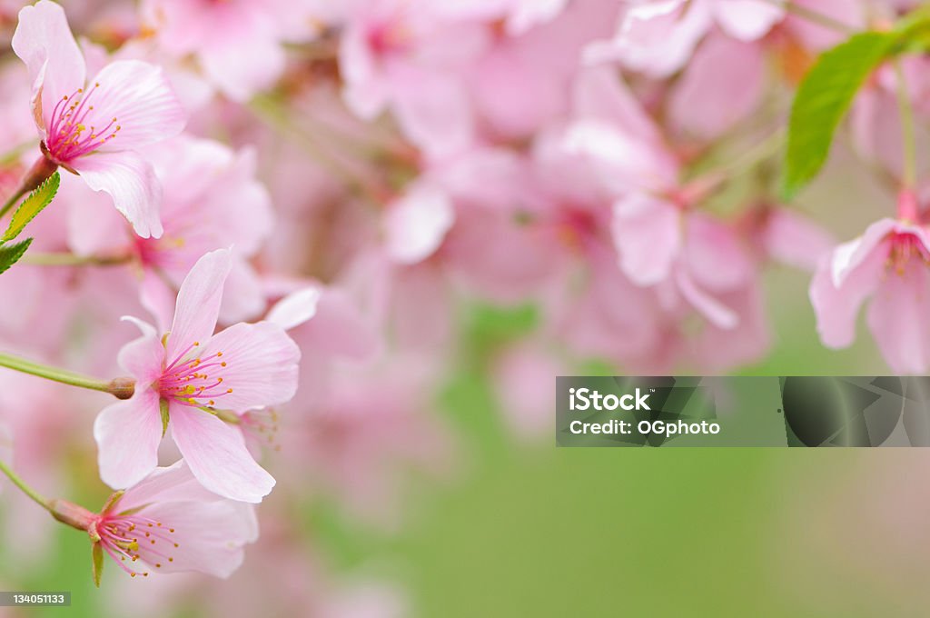 Pink cherry blossoms frame - Стоковые фото Без людей роялти-фри