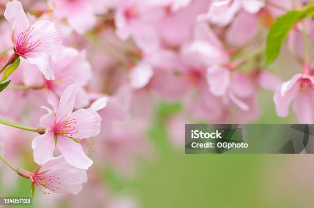 Pink Cherry Blossoms Frame — стоковые фотографии и другие картинки Без людей - Без людей, Весна, Вишня - дерево