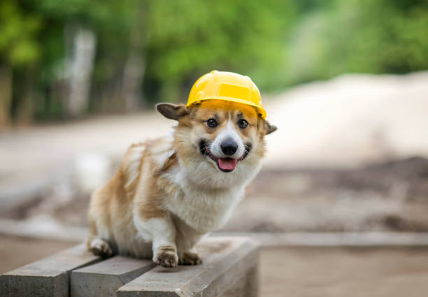 istock corgi dog in a yellow hard hat is sitting on a construction site 1340511895