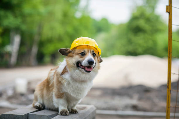 istock corgi dog in a yellow hard hat is sitting on a construction site 1340511896
