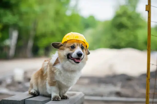 Photo of corgi dog in a yellow hard hat is sitting on a construction site