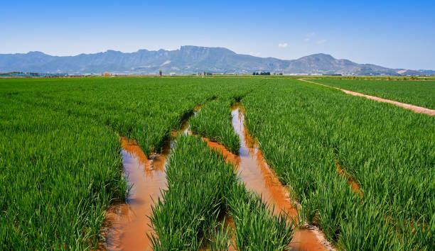 Rice fields in Valencia at Corbera Llauri mountains of Spain