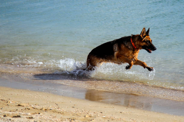 istock German Shepherd dog running on the beach 1340512945