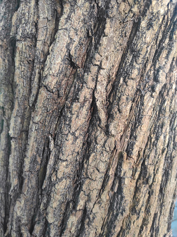 Close up photo of an old tree bark textures. Natural wood textures.