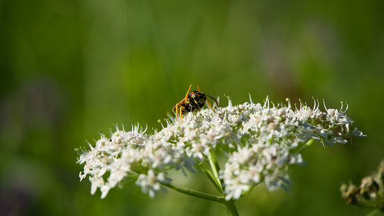 Close-up of a European wasp on a wild flower in a field raising its two front legs.