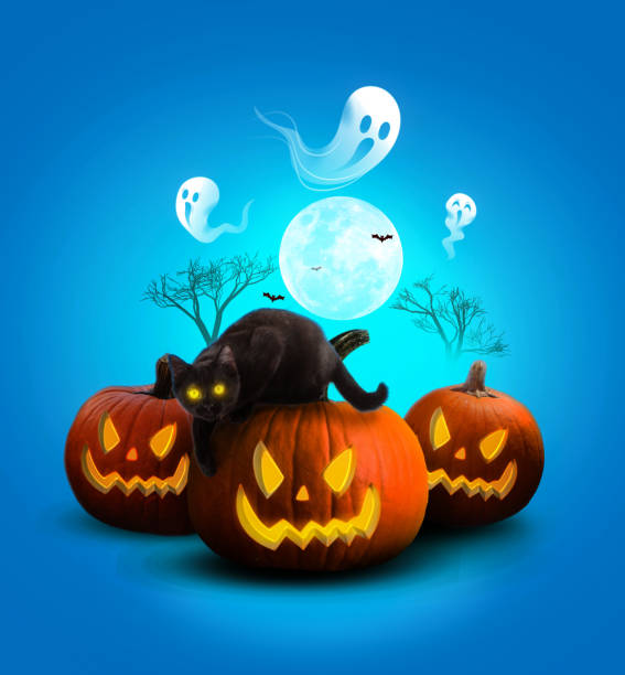 Halloween background with black cat halloween ideas blue tone