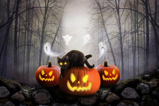 Scary Pumpkins And Dark Forest with ghost and black cat , Halloween Background.