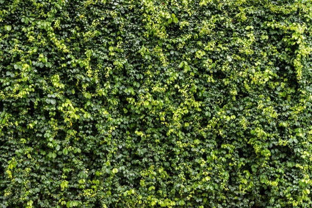 istock Green leaf wall texture background. Vine on the wall. Environmental freshness wallpaper concept. 1340514880