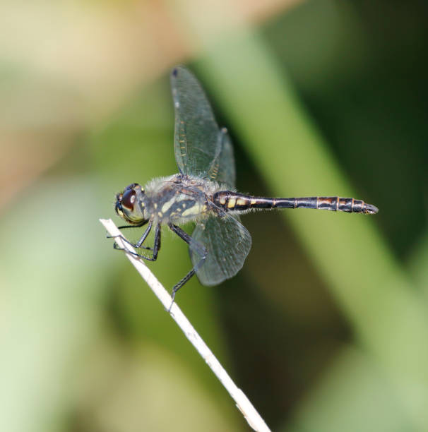 istock Black Darter Dragonfly (Sympetrum danae) Male 1340517176