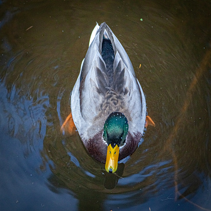 A female mallard duck swimming on a lake and quacking.