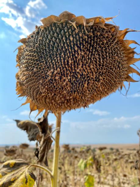 istock Dried sunflower under blue sky 1340519830