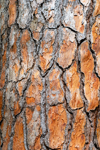 Bark of pine tree. Brown bark texture of tree as original natural texture for background.