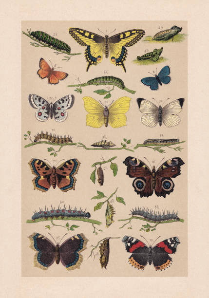 Butterflies (Lepidoptera), chromolithograph, published in 1889 Butterflies (Lepidoptera): 1) Swallowtail (Papilio machaon); 2) Mountain Apollo (Parnassius apollo), a-caterpillar, b-pupa, c-butterfly; 3) Large white (Pieris brassicae), a-caterpillar, b-pupa, c-butterfly; 4) Brimstone (Gonepteryx rhamni), a-caterpillar, b-pupa, c-butterfly; 5) Scarce copper (Lycaena virgaureae); 6) Silver-studded blue (Plebejus argus), male; 7) Small tortoiseshell (Aglais urticae), a-caterpillar, b-pupa, c-butterfly; 8) European peacock (Aglais io), a-caterpillar, b-pupa, c-butterfly; 9) Mourning cloak (Nymphalis antiopa), a-caterpillar, b-pupa, c-butterfly; 10) Red admiral (Vanessa atalanta). Chromolithograph, published in 1889. admiral butterfly stock illustrations