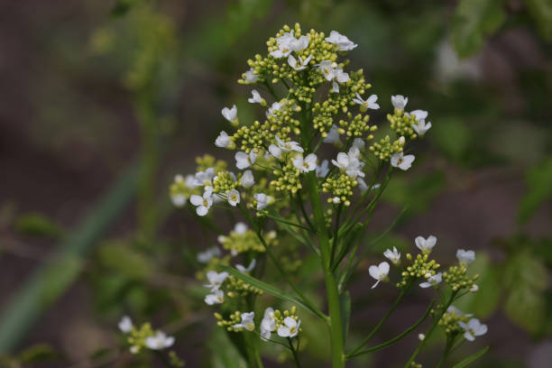 istock Flowering horseradish plant. 1340521245