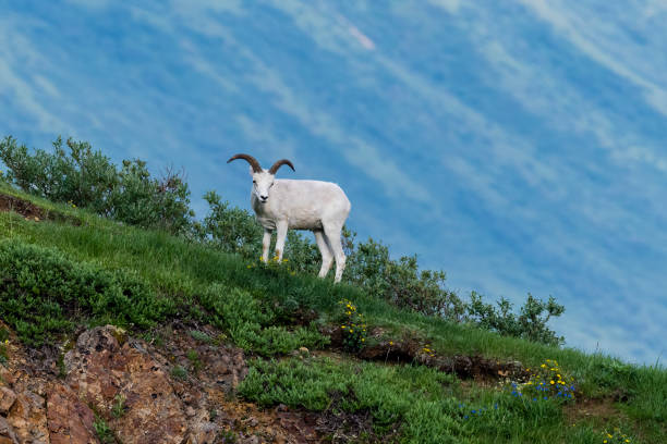 istock Dall sheep, Alaska, Denali national park 1340521881