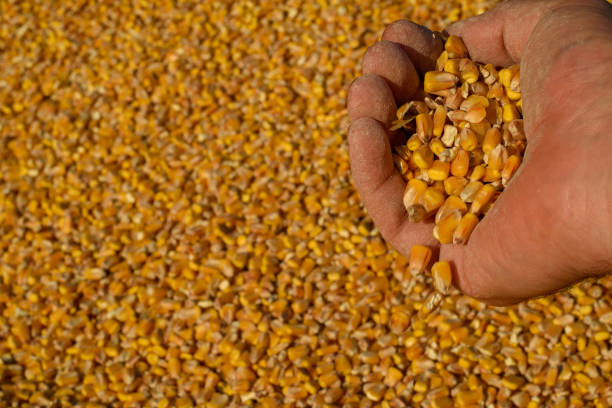 istock Corn grains falling from the farmer's hand. 1340521940