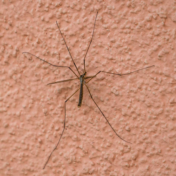istock Insect crane fly on the wall 1340522184