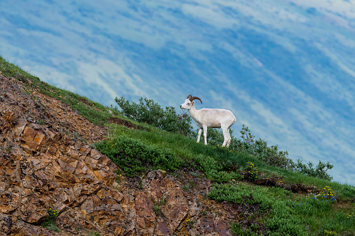 Dall sheep, orvis dalli, in its natural habitat.