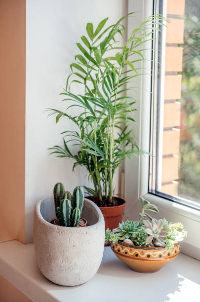 istock A windowsill with potted cactuses, succulents and leafy plants 1340523651