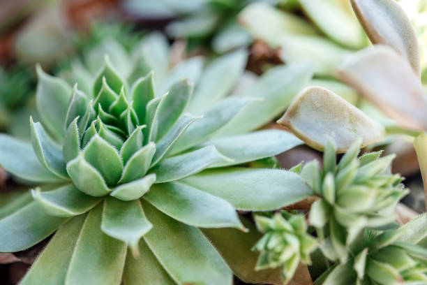 istock Rose-shaped Echeveria succulent in a home succulent garden 1340523700