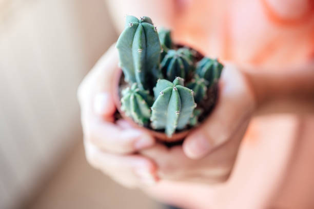 istock A girl holding a small potted cactus with defocused background 1340523741