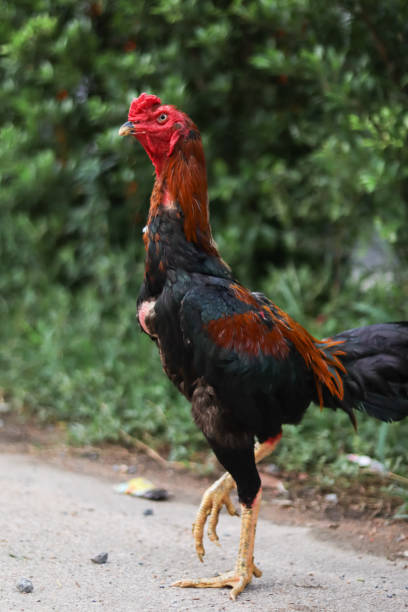 istock The red faced gamecock is raising his neck. 1340523792