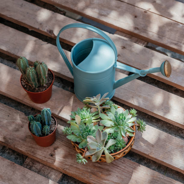 istock Repotting succulents and cactuses in home garden 1340524079