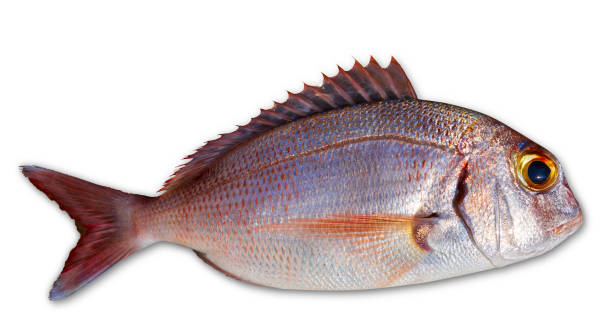 il pesce dentice cattura il colore rosso fresco - fish catch of fish seafood red snapper foto e immagini stock