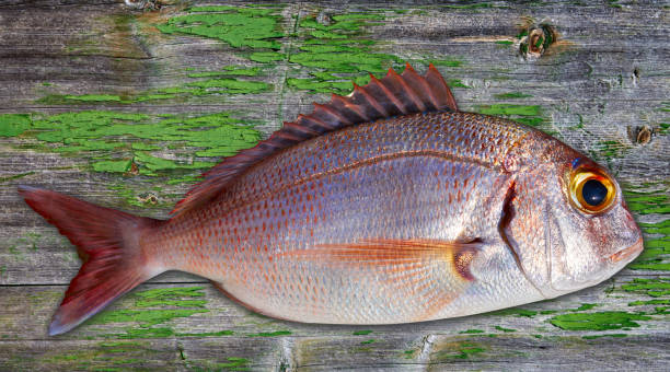 les vivaneaux attrapent une couleur rouge fraîche - fish catch of fish seafood red snapper photos et images de collection