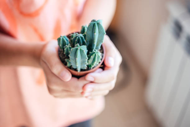 istock A girl holding a small potted cactus with defocused background 1340524189