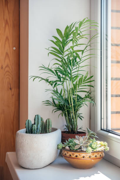 istock A windowsill with potted cactuses, succulents and leafy plants 1340524348