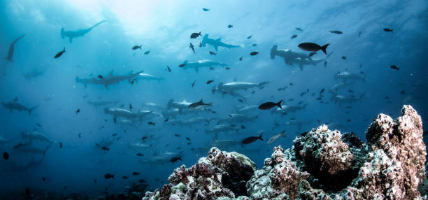 熱帯の水中で泳ぐハンマーヘッドサメ(スフィルニダエ) - galapagos islands ストックフォトと画像